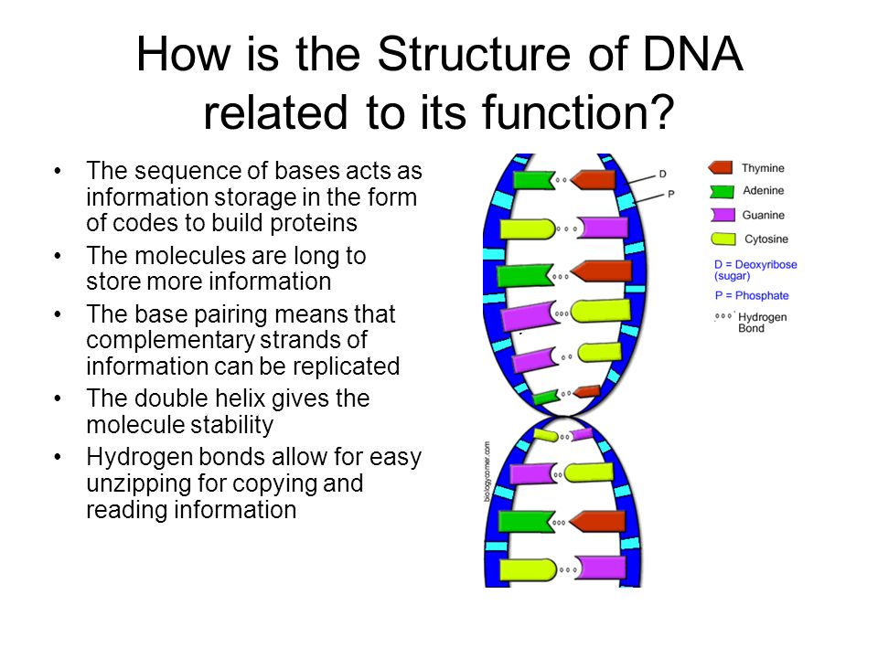 structure of dna essay